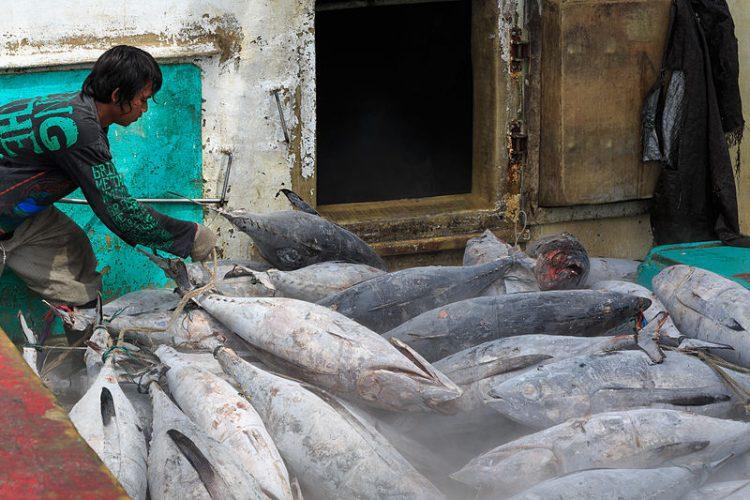KKP Bangun “Cold Storage” untuk Nelayan di Biak