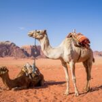 Arab Saudi Luncurkan Sistem Paspor Unta Digital, Perkuat Regulasi Sektor Peternakan Nasional