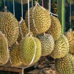 Malaysia: Industri Durian Terpukul Pergeseran Standar Konsumen China, Picu Kelebihan Pasokan Regional