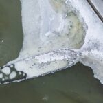 Swedia Identifikasi Bangkai Kapal Angkatan Laut Abad ke-17 yang Muncul Akibat Surutnya Laut Baltik