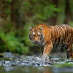 Thailand: Puluhan Harimau Mati Mendadak di Chiang Mai, Otoritas Luncurkan Penyelidikan Epidemiologi